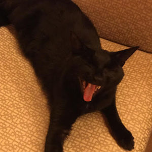 Meet your Posher, Maya